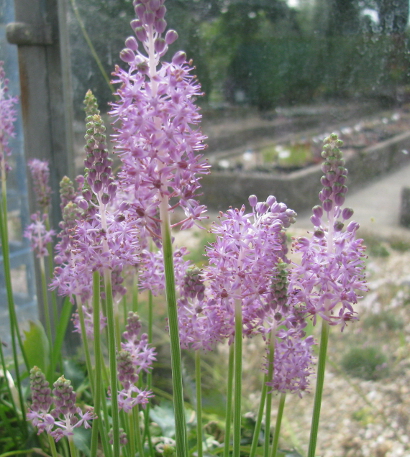 Scilla scilloides 